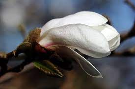 Pin On Winged Friends Flowers