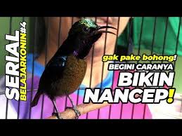 Berikut tips cara merawat kolibri ninja biar gacor (rajin bunyi),ini merupakan perawatan harian yang perlu kita perhatikan: Belajar Konin 4 Perhatian Gak Pake Bohong Begini Caranya Kolibri Ninja Nancep Gacor Ngobra Youtube