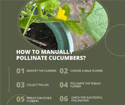Image result for how to self pollinate cucumbers