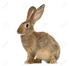 Image Result For Rabbit Sitting Up White Background Rabbit Stock Photos