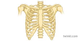 Rib cage, basketlike skeletal structure that forms the chest, or thorax, made up of the ribs and their corresponding attachments to the sternum and the vertebral column. Rib Cage Bones Only Science Secondary Illustration Twinkl
