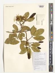 Image result for Ritchiea