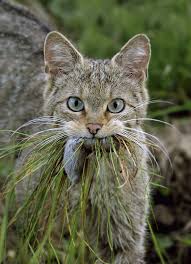 Amazing Animals 1 Katzen Wilde Katzen Wildkatze