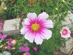 Maybe you would like to learn more about one of these? Zone 6 7 Garden Tasks For September The Joy Blog