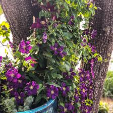 Image result for Clematis