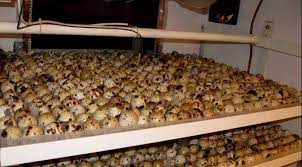 In prezent, tot mai multi fermieri cu suprafete mici de teren, si cu un sol potrivit, redescopera cu succes cultura preturile foarte mari de comercializare a sofranului, care ajung deseori si la 30.000 de euro pe kilogram, fac. Idei De Afaceri Profitabile Pe Care Le PoÈ›i Incepe Cu Bani PuÈ›ini