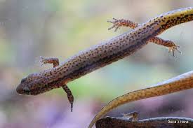 Image result for Nesaea linearis