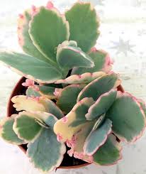Rare Kalanchoe Fedtschenkoi Variegata Aurora Borealis Etsy In 2020 Cacti And Succulents Plants Succulent Gardening