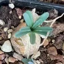 Image result for Gethyllis