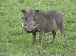 Storykit Viewer Regions Of Georgia The Coastal Plain North American Animals Texas Animals Pet Pigs