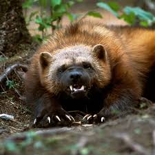 Image result for wolverine