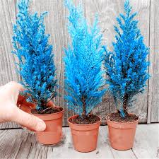 Bonsai trees are normal outdoors trees that are cared for and trimmed in a way that stunts their growth. 100 Pcs Blue Cypress Seeds Bonsai Plant Tree House Herb Garden Flower Pot Decor Bonsai Seeds Home Garden