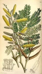 Image result for Acacia cornigera