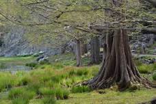 Looking at Nature: Great Trees of Innisfree