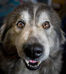 You Can See That Lucy Was Excited About The Basketball Game We Just Watched She Doesnt Quite Understand The Game But She Thi Dog Pictures Dog Lovers Cute Dogs