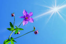 Mixture of pink,purple,violet and blue columbine aquilegia flowers growing wild in high grass purple columbine colorado state flowers. Hd Wallpaper Purple Columbine Flower In Bloom At Daytime Columbines Aquilegia Wallpaper Flare