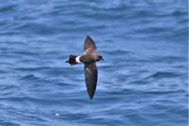Storm-petrels