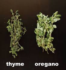 الفرق بين الاوريجانو والزعتر فوائد واضرار الزعتر والاوريجانو يعني