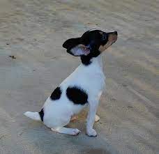Foxhill Toy Fox Terriers To Have To Hold Love For A Lifetime Fox Terrier Puppy Rat Terrier Dogs Toy Fox Terriers