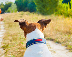 person playing fetch with their dogの画像