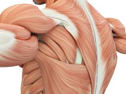 It may be caused by a sports injury or over time by repetitive wear and tear. 16 Muscle Diseases And Disorders You Need To Know
