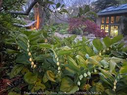 Image result for Stolzia williamsonii