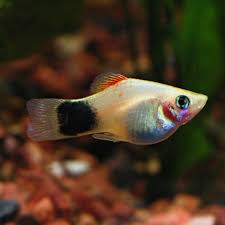 fw assorted mickey mouse platy