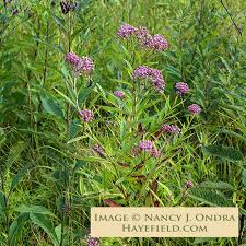 Image result for Asclepias longissima