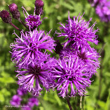 Image result for Vernonia brachycalyx