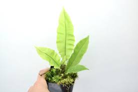 Image result for Oleandra