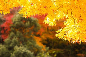 Autumn In Japan Travel Clothing And Weather For September November Matcha Japan Travel Web Magazine This is a beautiful and yet unique experience. autumn in japan travel clothing and