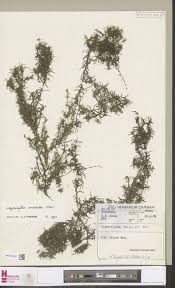 Image result for Lagarosiphon muscoides