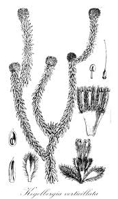 Image result for Stilbaceae