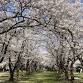 Muramatsu Park Cherry Blossom Festival