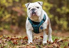 Do You Want A New Dog Here S The True English Bulldog Price K9 Web