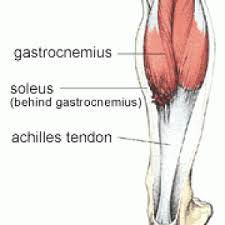 The soleus muscle lies underneath the gastrocnemius and is a more flatter, but more powerful muscle. Calf Muscle Guide To Injuries Causes Prevention Rehabilitation