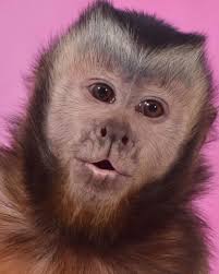 Happy Birthday Princess @themonkeymeela MonkeyBoo loves you! #happybirthday  #princess #monkeys