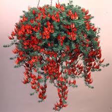 Image result for Lotus berthelotii