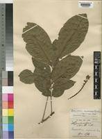 Image result for Lecaniodiscus