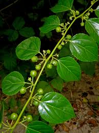 Image result for Colubrina asiatica