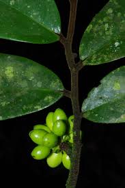 Image result for Annickia lebrunii