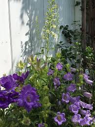 Canterbury Bells And Delphiniums Delphinium Plants Flowers