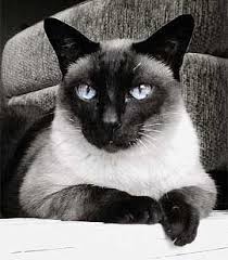 O Gato Siames Uma Raca Extremamente Docil Filhotes De Gatos Gatos Gato Siames