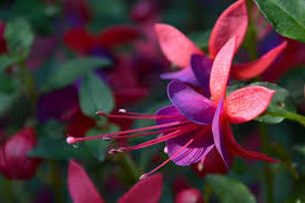 See more ideas about window boxes, window box, window box flowers. 10 Best Flowers For Window Boxes In Shade Garden Lovers Club Window Box Flowers Planter Boxes Flowers Small Flower Gardens