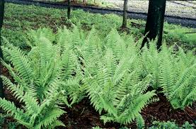 Image result for Dryopteris