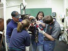 Maybe you would like to learn more about one of these? Veterinarian Wikipedia