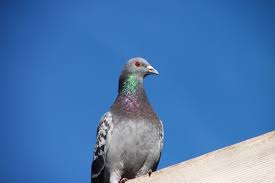 Pigeon Photos Free Stock Photos Download 135 Free Stock Photos For Commercial Use Format Hd High Resolution Jpg Images Kabootron ki tmaam bemari ka ilaj, khasoosan sust hona falji kefiat, injection lgany ka tareeka kabootar bazi, kabootar ja ja, kabootar video, kabootar song. pigeon photos free stock photos