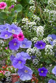Pin By Colleen H On Annuals Container Flowers Petunia Plant Beautiful Flowers Garden