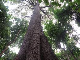 Image result for Lovoa swynnertonii