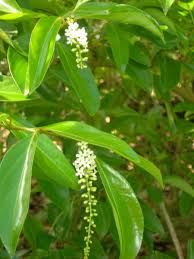 Image result for Citharexylum